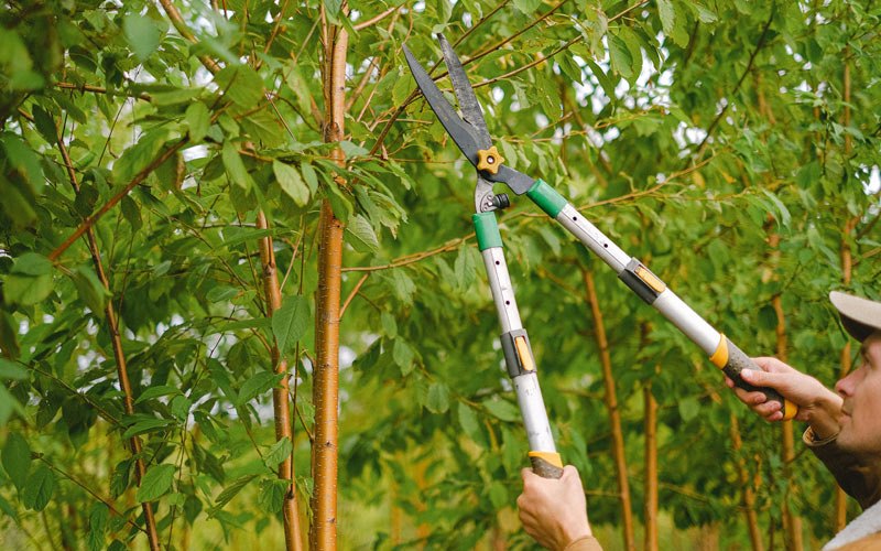 Tree trimming in Arthurdale, WV