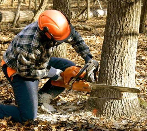 Tree Removal in Arthurdale, WV